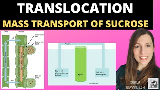 Alevel Biology TRANSLOCATION OF SUCROSE mass flow hypothesis in plants and structure of the phloem [upl. by Cosetta]