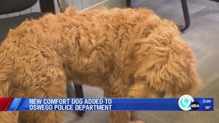 New comfort dog added to Oswego police department [upl. by Anniroc]