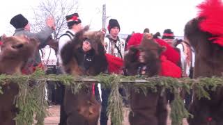 Ceata Ungurenilor Festivalul de datini si obiceiuri Ursul de la Darmanesti 20212022 [upl. by Nrehtak]