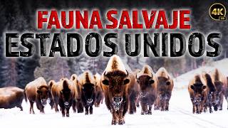 La Naturaleza Salvaje de los Estados Unidos Una Lucha por la Supervivencia  Documentales Completos [upl. by Sterner866]