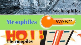 Thermophiles Mesophiles Psychrophiles  How to Study Microbiology [upl. by Eralcyram]