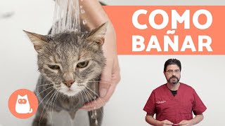 ¿Cómo bañar a un gato cachorro  ¡CONSEJOS VETERINARIOS [upl. by Elison150]