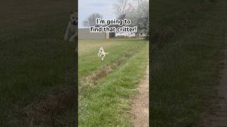 Lily the Dog prancing in the field critter hunting Dog walks hunting dog doglover cute Dogs [upl. by Annaya]