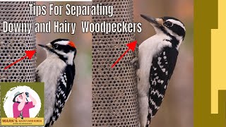 Tips For Separating Downy and Hairy Woodpeckers [upl. by Hoes]