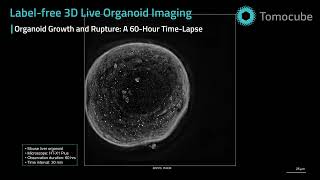 Mouse Liver Organoid Time Lapse  HTX1 Plus LabelFree 3D Imaging [upl. by Karna]