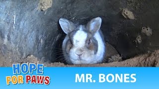 A rescue at the cemetery reveals a beautiful bunny under a grave wildlife [upl. by Grose342]