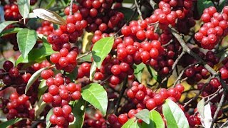 Berry picking and foraging  Survival food Autumn olives  How to make Autumn olive jelly [upl. by Dranrev599]