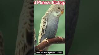 Rasel Ahmed Please Pickup The Phone  New Ringtone  Rahman Ringtone Maker  Assam [upl. by Rehtse17]