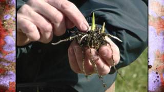 Planting Caladium Bulbs [upl. by Holmes480]