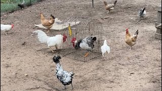 Introducing Chickens and Roosters to Chicken Flock [upl. by Llecram363]