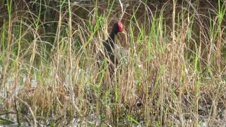 Common Gallinule calling [upl. by Saenihp390]