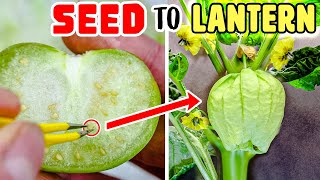 Growing Tomatillo Plant Time Lapse  Seed To Husk Fruit 58 Days [upl. by Hook]