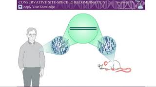 Conservative site specific recombination CSSR Serine Tyrosine recombinase [upl. by Ainorev]