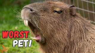 3 Reasons Why the Capybara is the Worst Pet For You [upl. by Nnaear811]