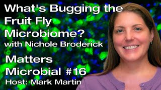 Matters Microbial 16 What’s bugging the fruit fly microbiome [upl. by Gillan319]