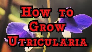 How to Grow Utricularia The must have Carnivorous plants that blooms like an orchid [upl. by Losiram]