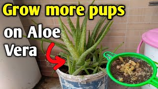 Grow more Aloe Vera pups fast  Aloe Fertilizer [upl. by Lladnik]