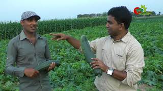 স্কোয়াশ চাষ Squash [upl. by Redford]