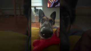 HEAD TILT dog doglover germanshepherd pet pets [upl. by Nicko]