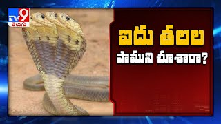 Five Headed Snake News In Social Media  Edi Viral Edi Real  TV9 [upl. by Oinesra]