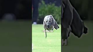 The fastest animal in the world trending wildlife animals shorts cheetahdoggazelleshortvideo [upl. by Alat]