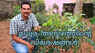 മധുര അമ്പഴം  Sweet Ambazham  അമ്പാഴം  അംബഴം  Hog Plum  Ambarella [upl. by Stockwell]