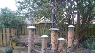 It’s fabulous to have a front row seat to all this fledgling bird feeding [upl. by Gabrila]