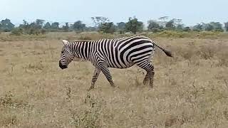 maneless zebra [upl. by Burkley647]