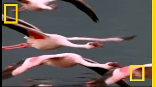 Flamingos of Bogoria  National Geographic [upl. by Ynnatirb]