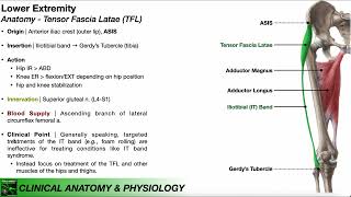 Tensor Fascia Latae TFL  Clinical Anatomy amp Physiology [upl. by Frymire]