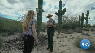 Saguaros Arizonas Iconic Cacti [upl. by Derfniw]