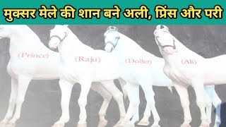 Muktsar Horse Market 2019 देखिए मुक्सर मेले की शान अलीप्रिंस और परी को [upl. by Lamiv646]