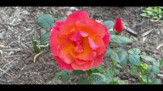 🌹 Livin Easy Romantic Floribunda Rose  Harkness  1st Bloom from a Band [upl. by Abeh]