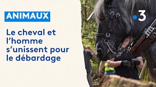 Débardage  quand le cheval et lhomme unissent leur force de travail [upl. by Sidon]