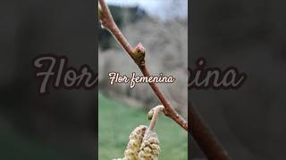 Avellano Flores Masculinas y Femeninas Corylus avellana  Evolución Forestal [upl. by Jorey]