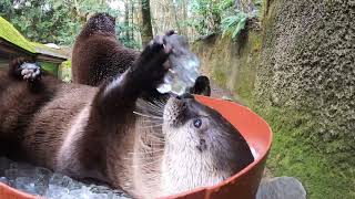 River Otters Wrestle In Ice Bucket [upl. by Ayotak119]