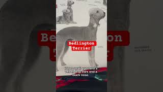 Bedlington terrier shortvideofyp [upl. by Arnie]