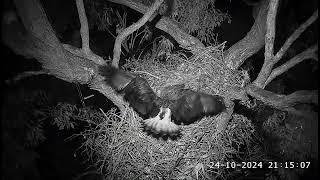 Rainy windy and the seaglets dont want to sleep SeaEagleCAM4 Live Stream 24102024 2114 [upl. by Llennor]