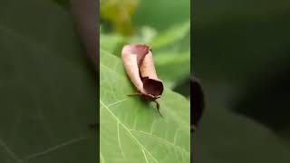 amazing insect katydid mimic like dead leaf insects [upl. by Nonrev119]