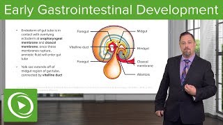 Early Gastrointestinal Development – Embryology  Lecturio [upl. by Neufer167]