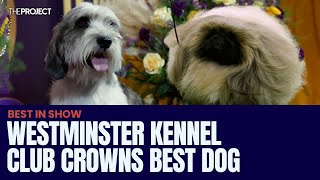 147th Westminster Kennel Club Dog Show Crowns Buddy Holly As Best In Show [upl. by Forlini650]