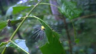 caterpillar leaf eatingnature videowild photography [upl. by Nidnerb328]