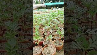 Seedlings plant available [upl. by Mahala]