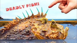 You Wont Believe How Deadly This Fish Is Everything You Need to Know About Stonefish [upl. by Peonir912]