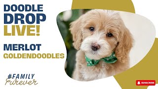 10 Week Goldendoodles Spotlight Merlot  Doodle Drop LIVE [upl. by Acnaib]