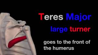 Arm Muscles 06 Teres Major [upl. by Bender133]