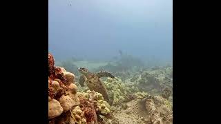 When a Honu is Really The Hawaiian Superman  Hawaii live stream like share youtubeshorts [upl. by Cindra]