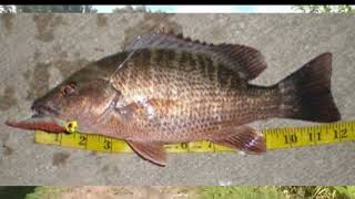 fishing Mangrove snappers from shore in Key Largo [upl. by Jezreel]