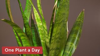 Dracaena Sansevieria trifasciata Snake Plant Houseplant Care — 10 of 365 [upl. by Enirhtak]