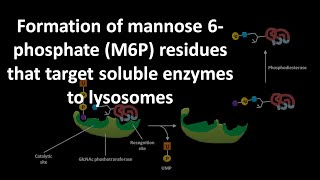 Formation of mannose 6 phoshate or M6P residues that target soluble enzymes to lysosomes [upl. by Niveb]